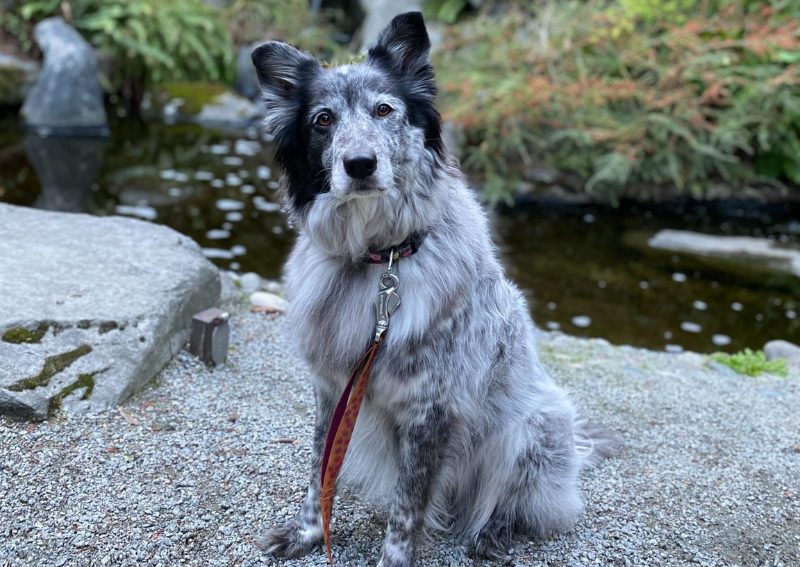 Carousel Slide 2: Learn more about our canine health services