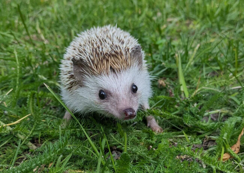 Carousel Slide 3: We're happy to provide care for unique pocket pets!