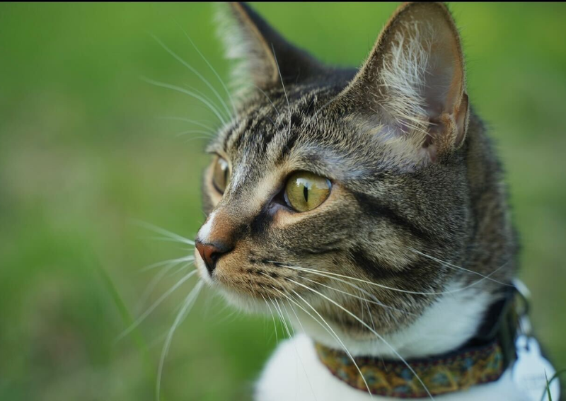 Carousel Slide 4: We're a feline friendly practice! Learn more about our purr-fect services.